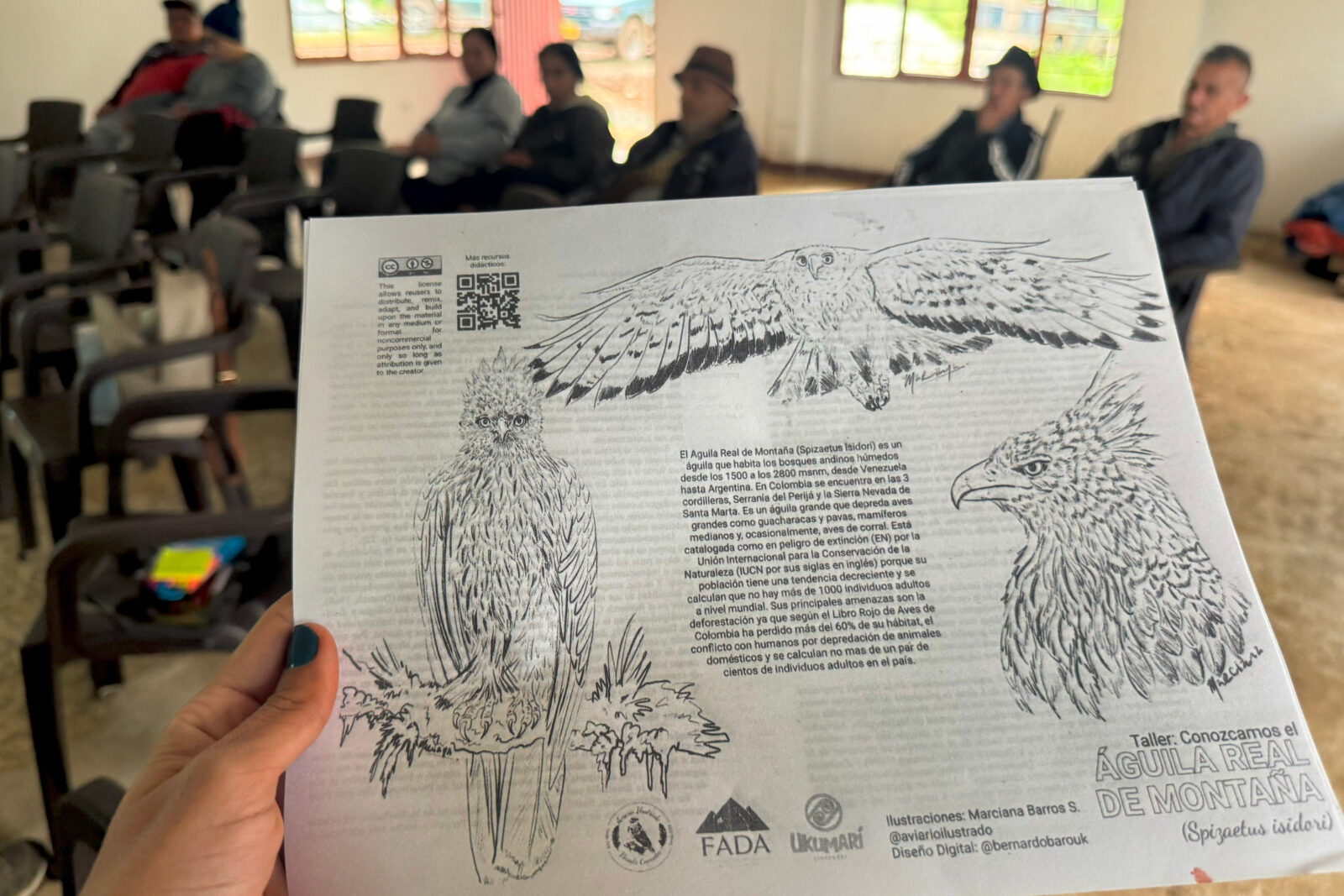 La Fundación Impulso Verde Kuaspue lidera un proyecto financiado por el CEPF en los Farallones de Cali, para recuperar el hábitat del águila real de montaña. Se trata de una especie considerada en peligro crítico, amenazada por especies invasoras y presiones humanas como la minería ilegal.