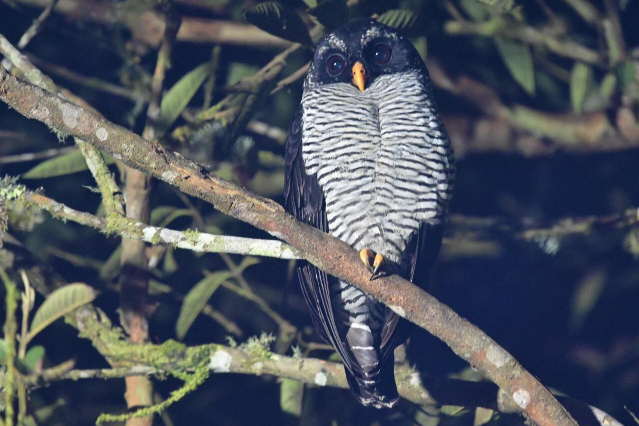 Strix nigrolineata o búho carinegro en la Reserva Natural de la Sociedad Civil El Porvenir, en donde este ejemplar vive su 'historia de amor nocturno'. 