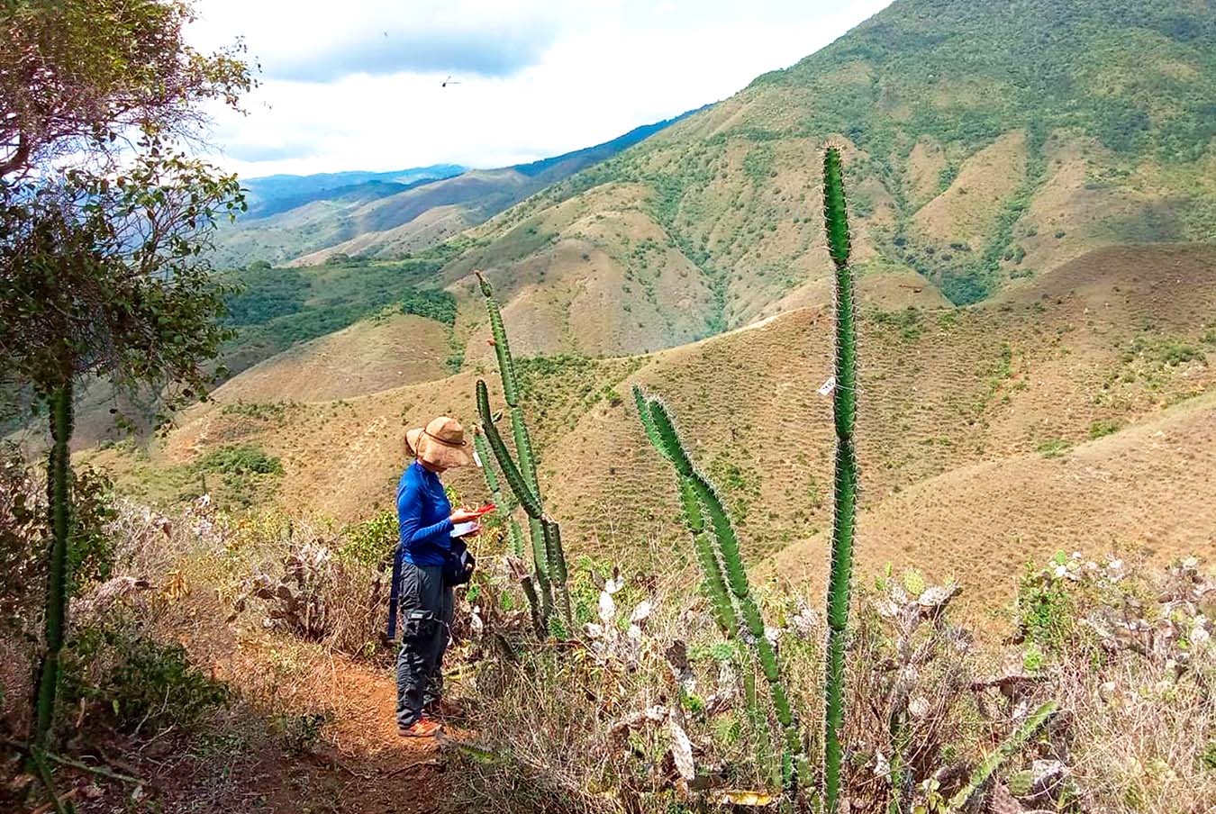 Uno de los mayores retos para Corfopal ha sido demostrar que, detrás de un terreno de apariencia árida, existe un bosque que guarda un valioso tesoro biológico: el cactus cardo.