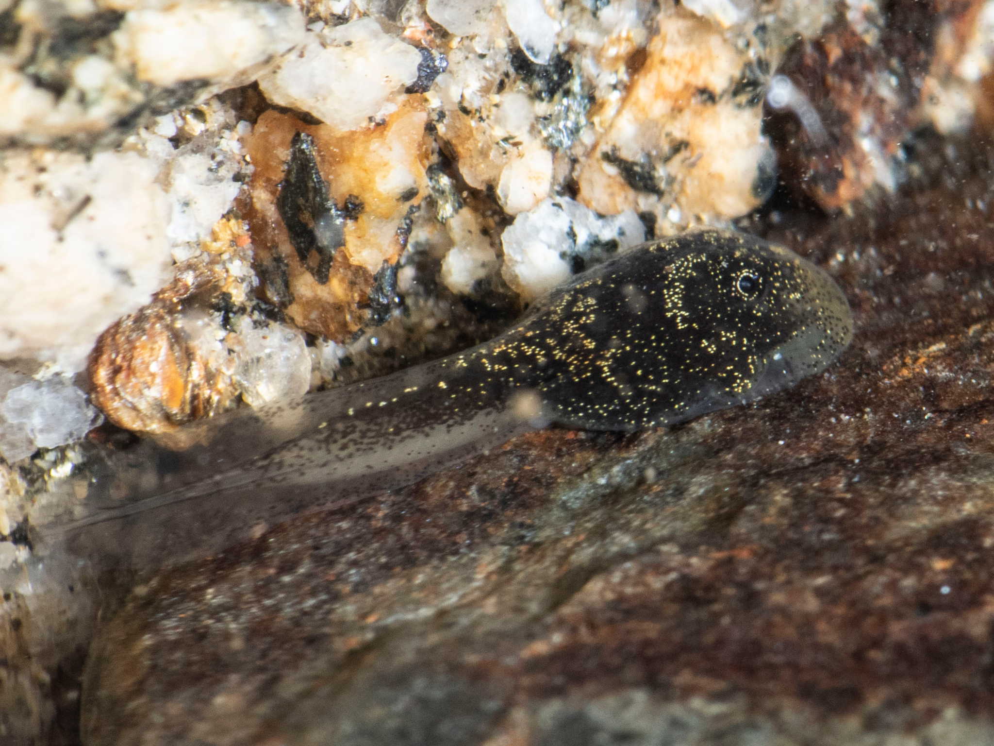 © Steven Guevara S. – Renacuajos liberados el 6 de junio de 2025 en la Reserva Los Yaltes / provincia de Imbabura.