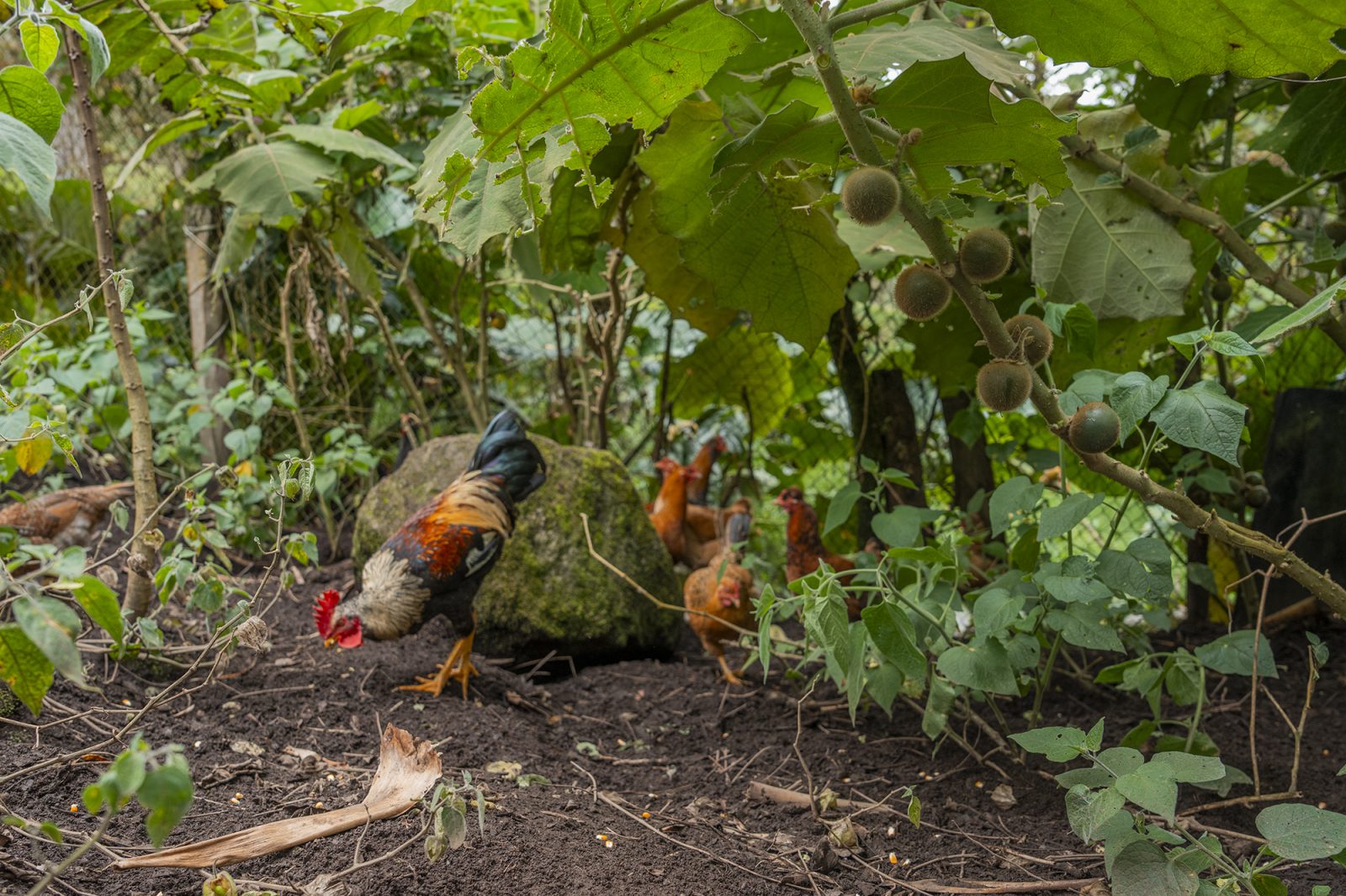 © Jaime Culebras / Medidas disuasivas vegetación / Baeza, Ecuador