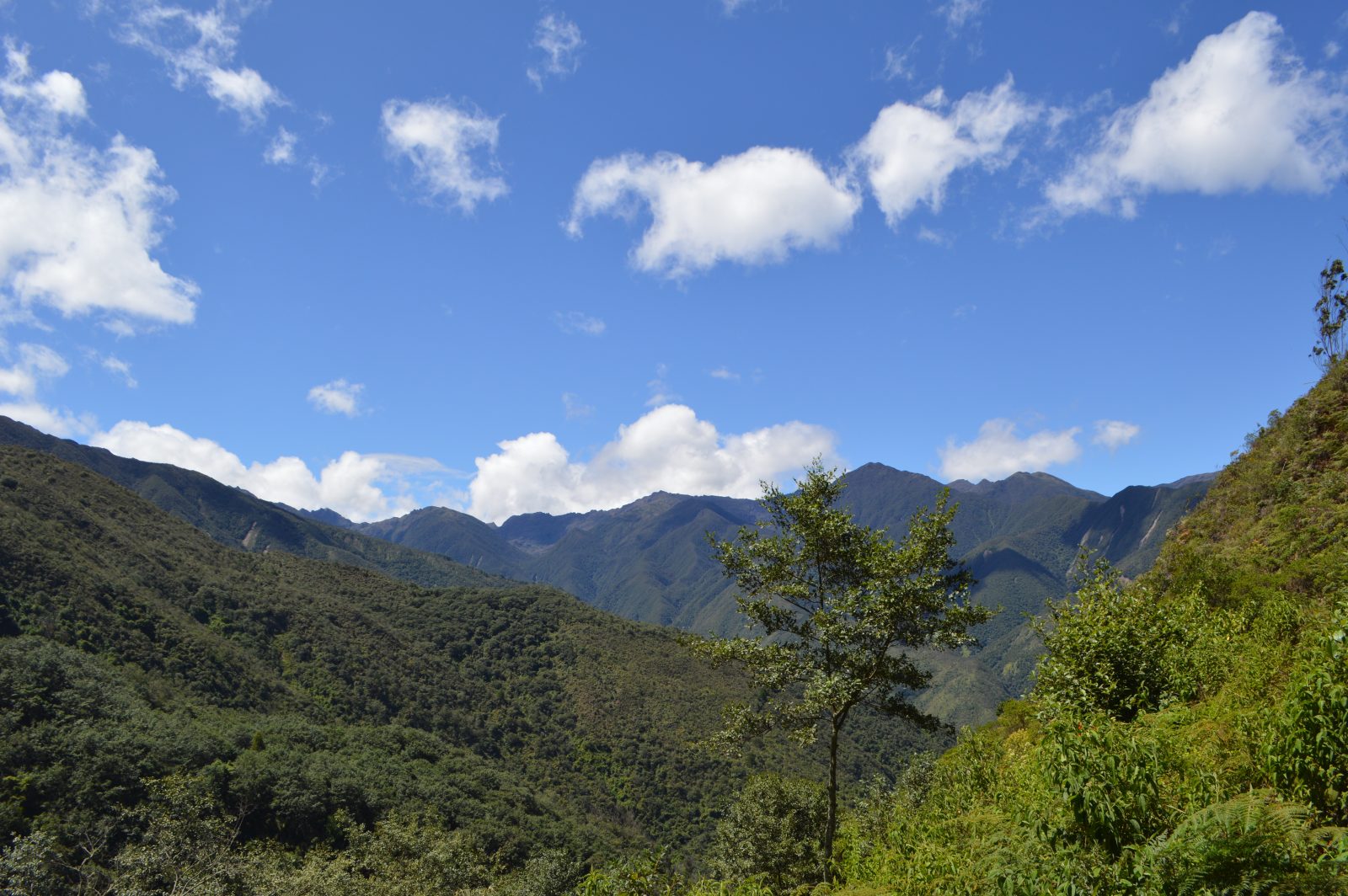 © Dayana Lema - FFLA / Corredor Sangay Podocarpus / San Pedro de Vilcabamba, Ecuador