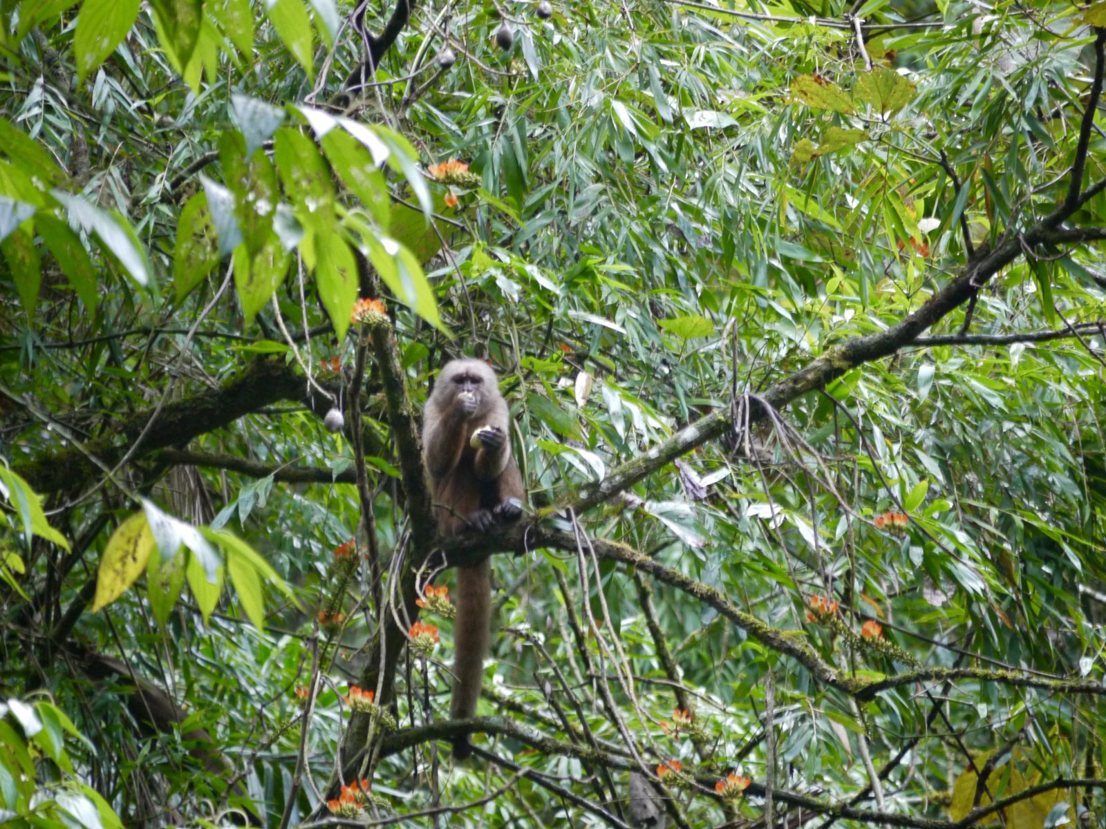 © O Crowe Fundación Imaymana / Mono capuchino ecuatoriano (Cebus aequatorialis) / Mashpi-Pachijal y Los Bancos-Milpe, Ecuador