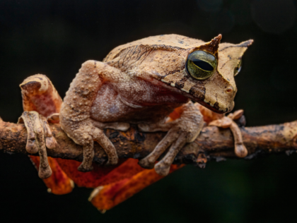 © Jaime Culebras Jiménez-Fundación Cóndor Andino / Individuo macho de Gastrotheca cornuta, especie incluida en el plan de conservación Multiespecie de anfibios y reptiles